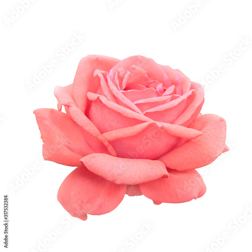 Full bloom pink rose isolated on white background