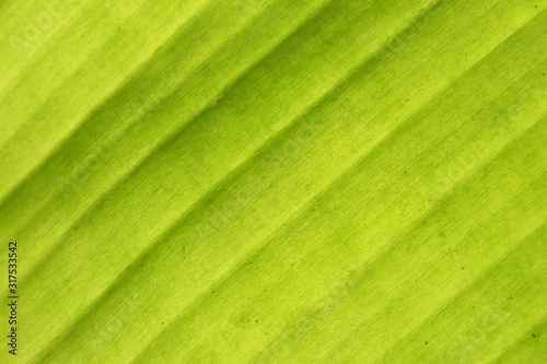 leaf, green, nature, plant, banana, texture, pattern, 
