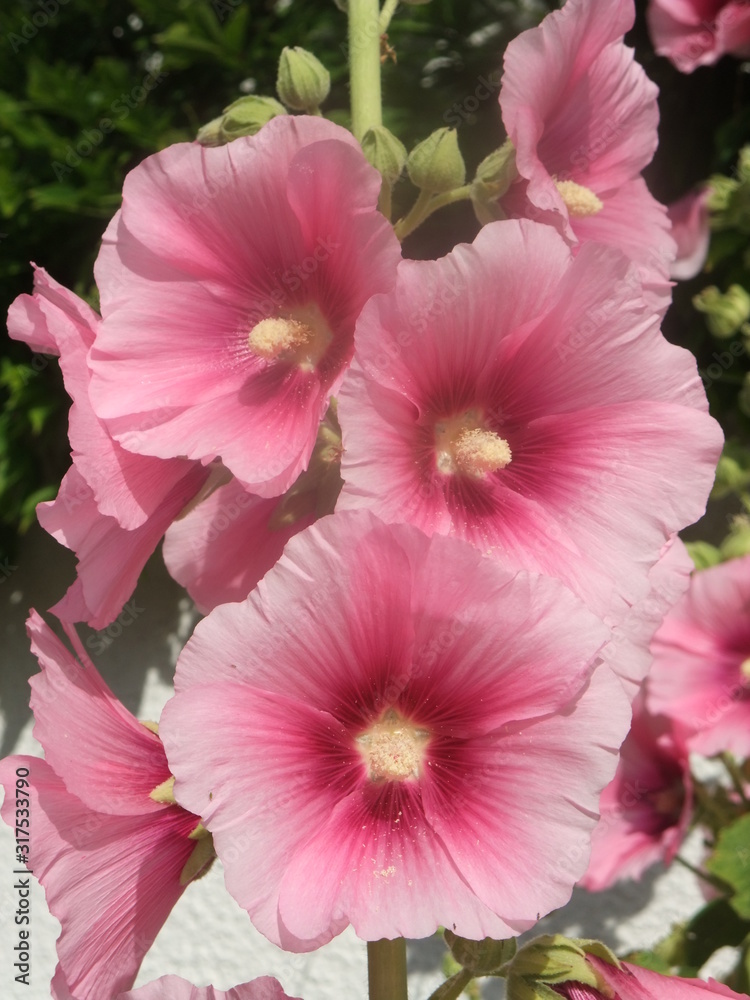 Garden hollyhock lcea Althea rosea