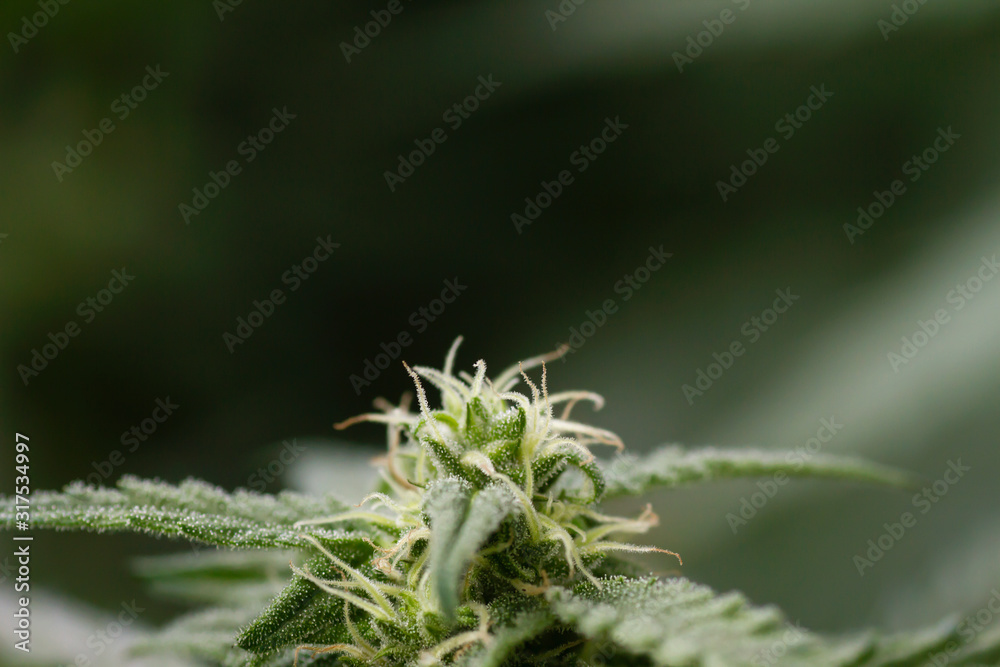 Detail of cannabis plant flower Detail of cannabis plant flower