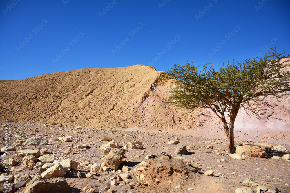 Negev Desert landscape. Single tree on way to Red Canyon. Eilat, Israel Negev Desert landscape. Single tree on way to Red Canyon. Eilat, Israel