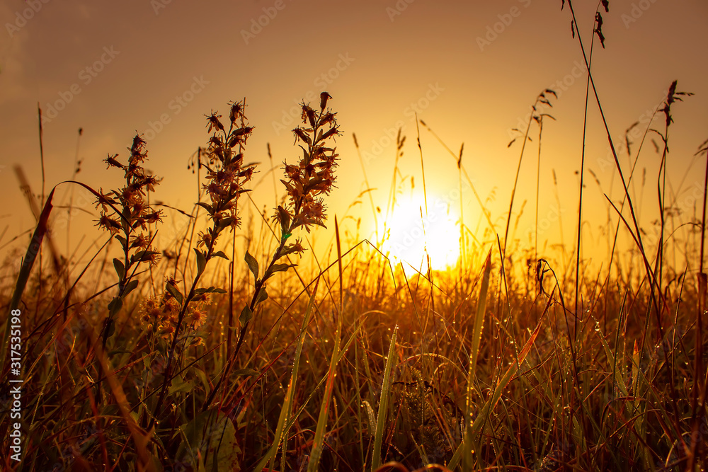 Beautiful grass in the morning sun. Golden dawn.