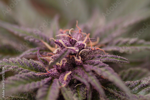 Fototapeta Naklejka Na Ścianę i Meble -  Purple cannabis plant close up