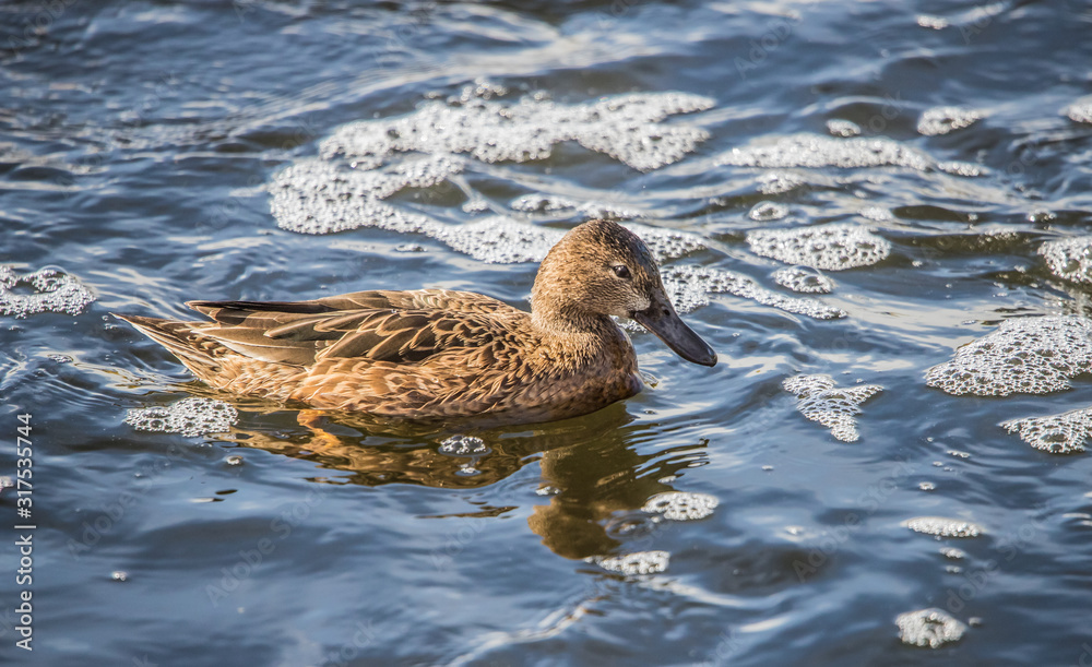 Fototapeta premium Cinnamon teal ducks in pond