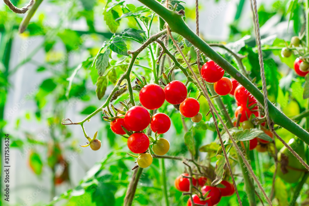 Obraz premium Cherry tomatoes in a garden. Harvesting concept.