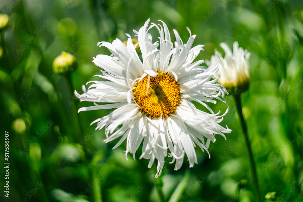 Beautiful daisy flower. Chamomile. Blooming flower. Beautiful daisy flower. Chamomile. Blooming flower.