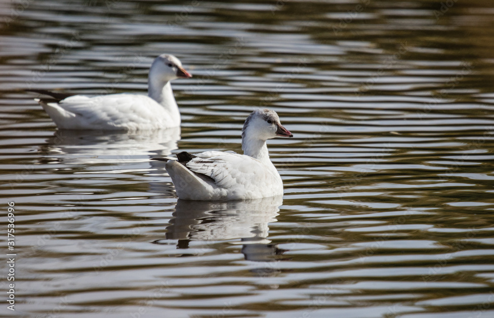 snow goose in pond snow goose in pond