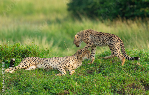 Cheetah Baby playing with sleeping mother at Masai Mara, Kenya, Africa