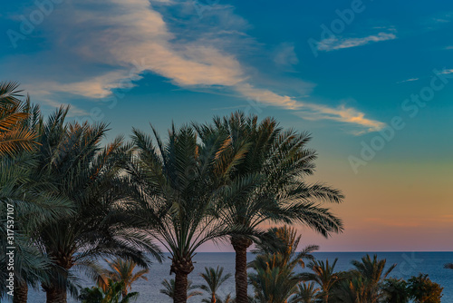 Beautiful green palm trees against the sunset sky with light clouds and blue sea. Tropical idilic evening scene background. © garrykillian