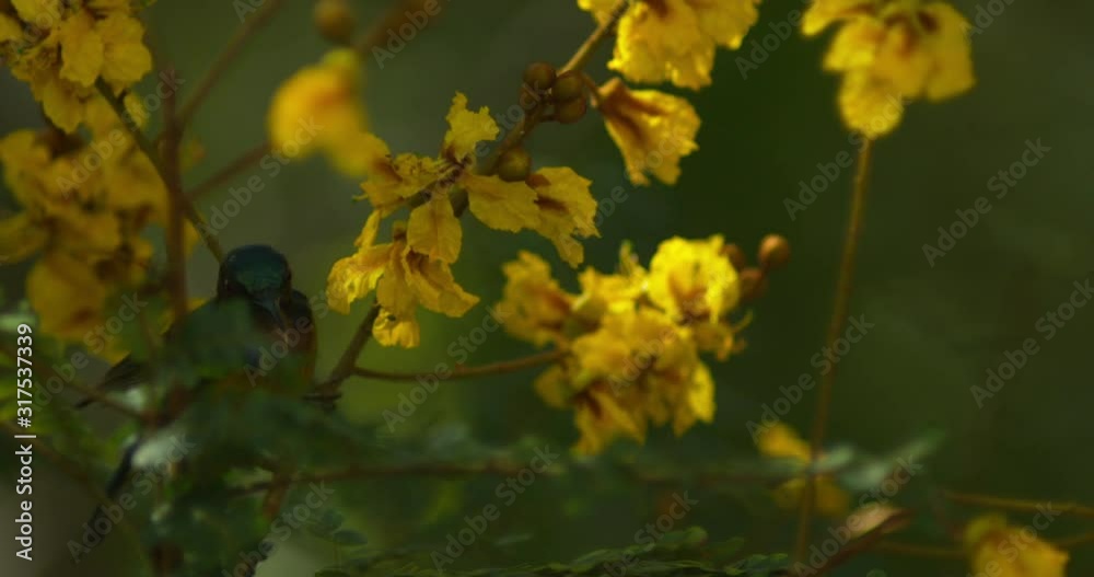 close up of yellow sunbird sticking its tongue out in super slow motion close up of yellow sunbird sticking its tongue out in super slow motion
