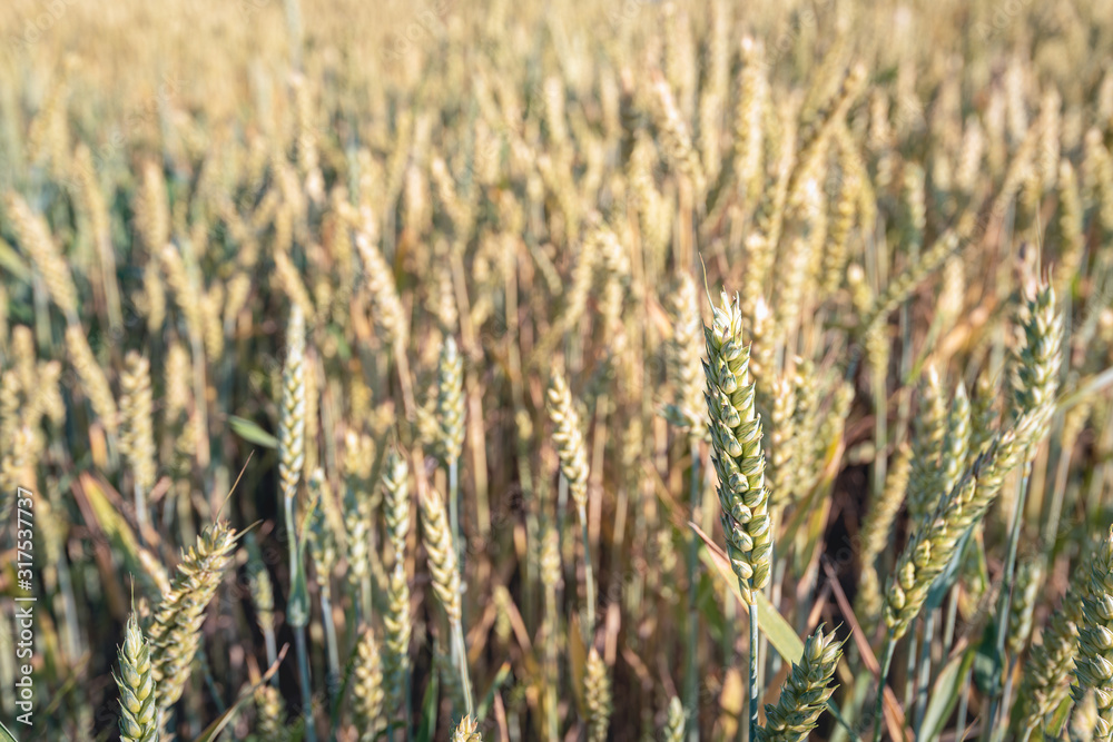 Ripening summer wheat up close Ripening summer wheat up close