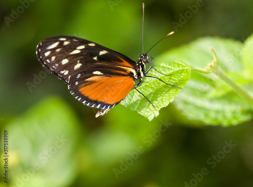 Beautiful Golden Helicon Butterfly (Heliconius hecale) © lindahughes