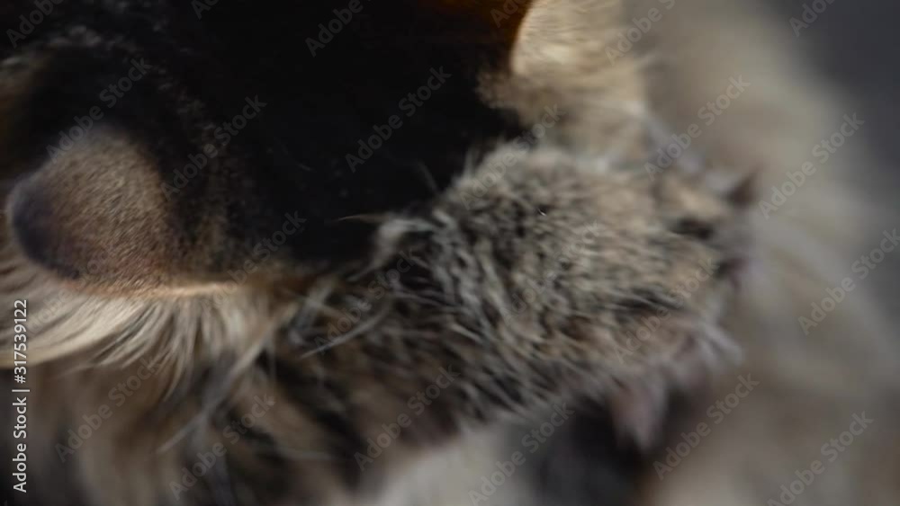 Cute tabby domestic cat washing up close up. Slow motion Cute tabby domestic cat washing up close up. Slow motion