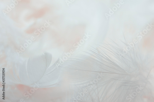 Closeup white  pink feathers background