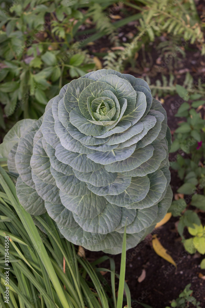 Ornamental kale (Brassica oleracea var. acephala) Ornamental kale (Brassica oleracea var. acephala)