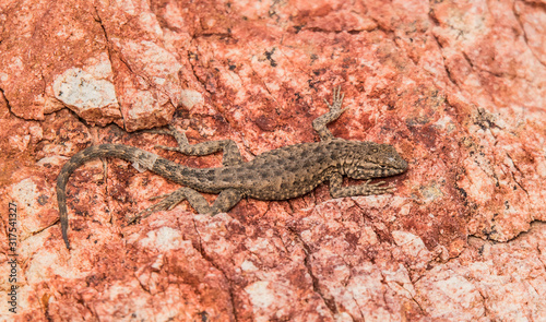 lizard on red rock