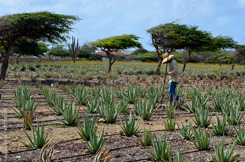 Campesino trabajando en una plantación de Aloe Vera en Aruba, Antillas Holandesas, con árboles divi divi característicos de la isla photo