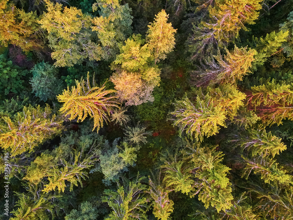 Scenic top down view of mixed forest in Finnish countryside, at sunset Scenic top down view of mixed forest in Finnish countryside, at sunset