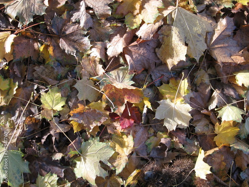 Dead leaves lying on ground