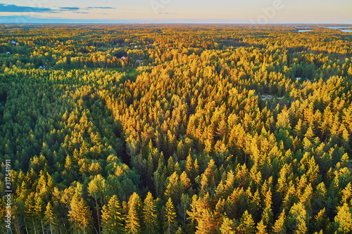 Scenic top down view of mixed forest in Finnish countryside, at sunset photo