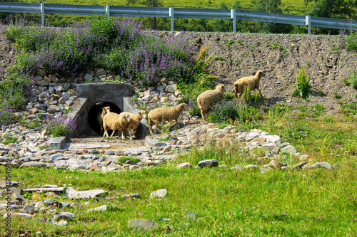 Sheep walking in hot weather near a road in the mountains