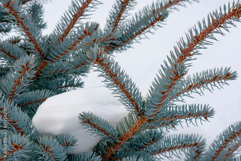 Branches of blue spruce in the snow