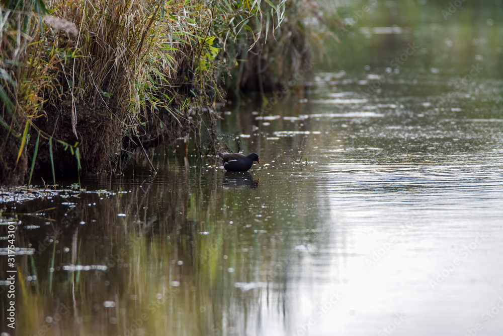 Fototapeta premium Gallinule poule d'eau Gallinula chloropus Poule d'eau, Gruiformes Rallidae
