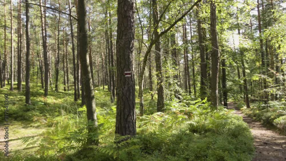 A dirt pathway inside a forest, tall leafy and coniferous trees around. A dirt pathway inside a forest, tall leafy and coniferous trees around.