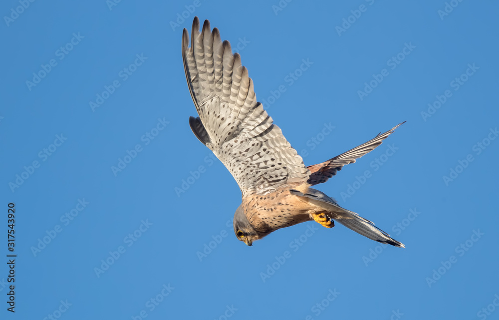 Kestrel Hovering Kestrel Hovering