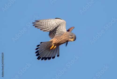 Kestrel Hovering