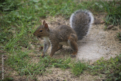 red squirrel eating a nut