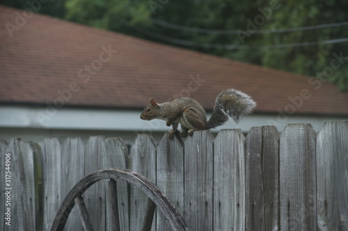 Running Squirrel on Fence