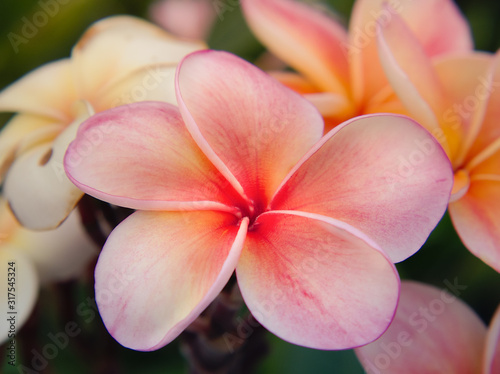 Beautiful frangipani flowers on a branch. Pink plumeria flower blooms in the morning with a green blur background.