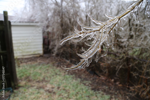 frozen branch tree in winter