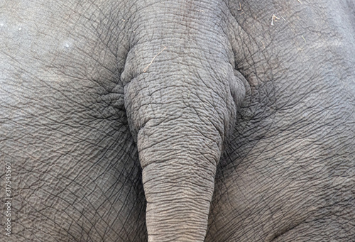 Close-up of an Asian elephant