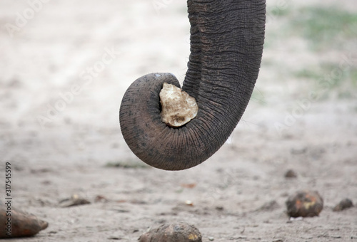 Close-up of an Asian elephant