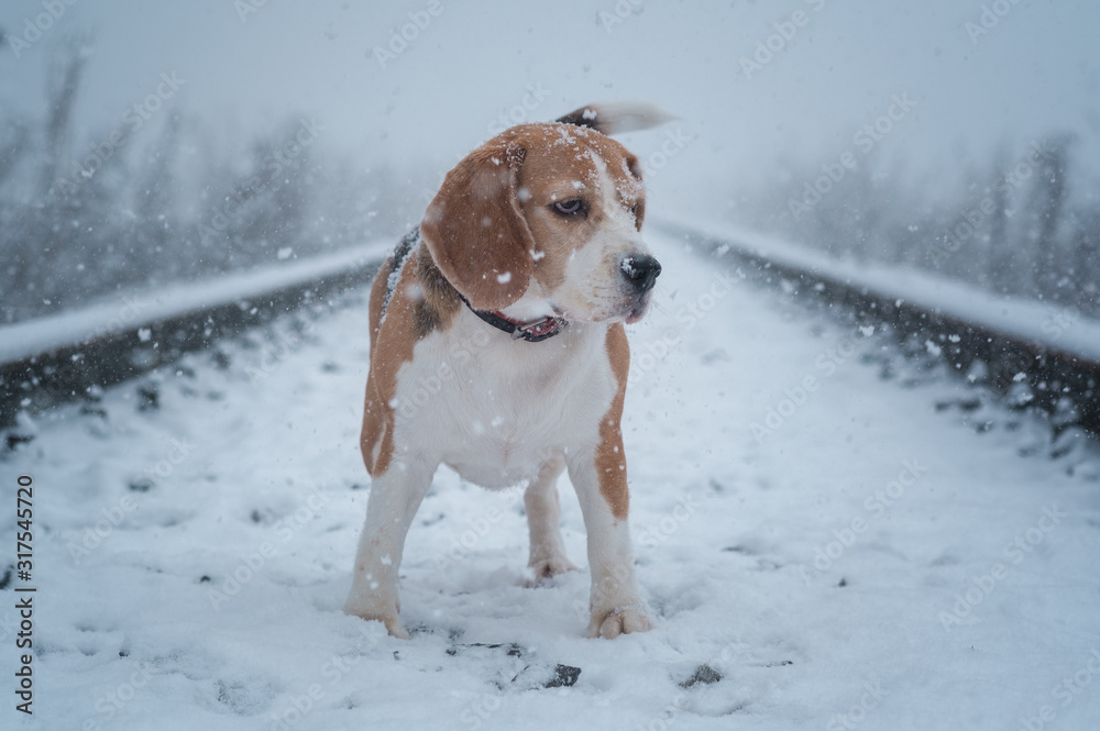 Beagle dog on a walk in a winter Park during a snowfall Beagle dog on a walk in a winter Park during a snowfall