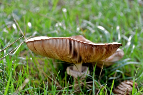 mushroom in the grass