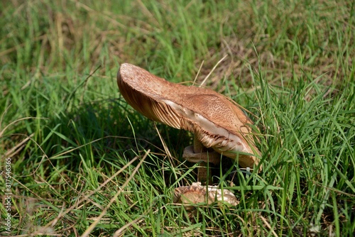 mushroom in grass