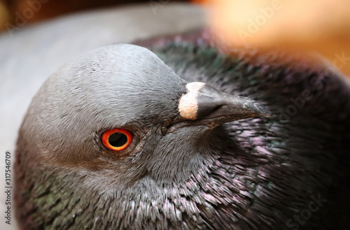 Pigeon Close up Look