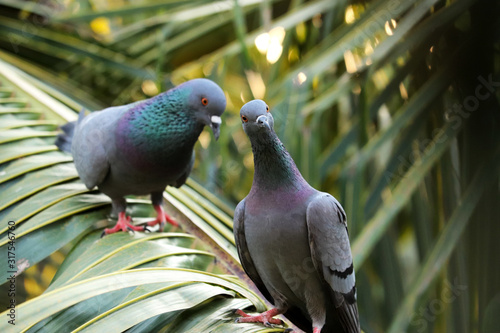 Pigeon in the park Expression