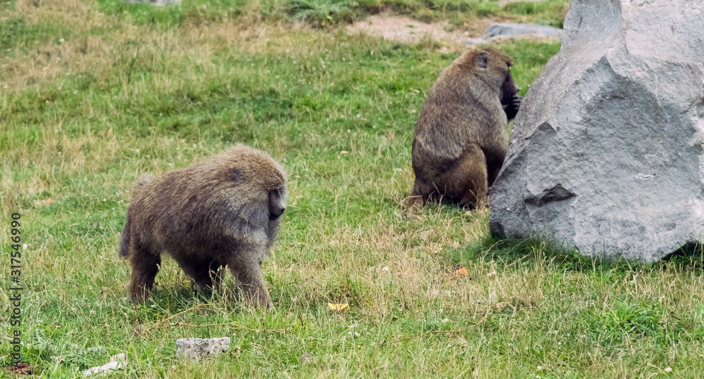Wild Animal Olive baboon Monkey or Anubis Baboon Monkey in Hamilton Safari, Ontario, Canada Wild Animal Olive baboon Monkey or Anubis Baboon Monkey in Hamilton Safari, Ontario, Canada