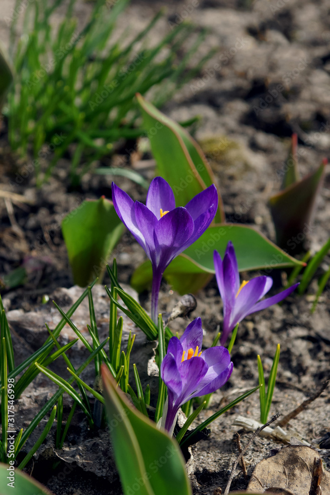 blooming Crocus flowers are purple-blue in their natural environment blooming Crocus flowers are purple-blue in their natural environment