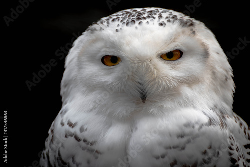 The snowy owl (Bubo scandiacus) is a large, white owl of the true owl family © Krona