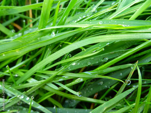 Elymus repens (wheatgrass, wheat grass, couch grass) texture. A lot of green grass stalks with long leaves. Herbaceous background, beautiful herbal texture. Close-up, selective focus.