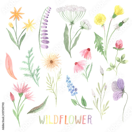 Fototapeta Naklejka Na Ścianę i Meble -  Watercolor hand painted wildflowers, field plants