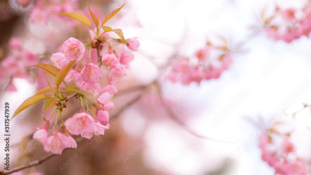 flower in bloom from soft pink cherry blossom with soft focus background