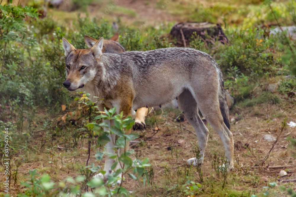Wolf female attentively in a Swedish forest Wolf female attentively in a Swedish forest