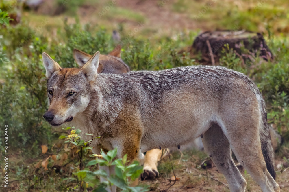 Wolf female attentively in a Swedish forest Wolf female attentively in a Swedish forest
