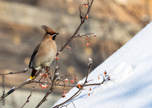 Waxwing